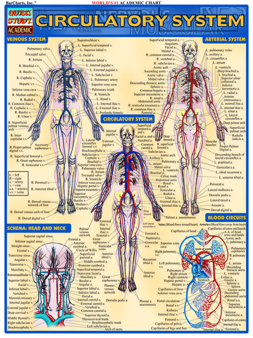 Title details for Circulatory System by BarCharts Publishing, Inc. - Available